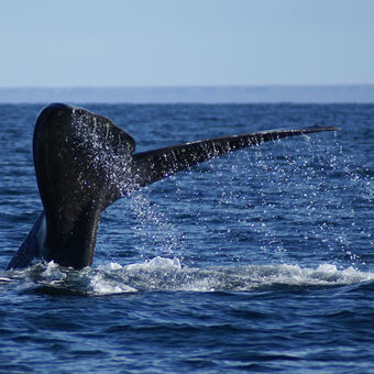 Whale Watching - Symbolbild. Foto: © JOETEX1 - Fotolia.com