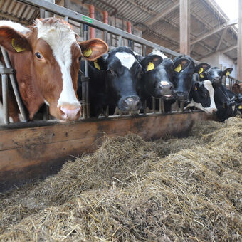Die Rinderseuche ist im Landkreis Donau-Ries ausgebrochen und trifft die Landwirte hart, Foto: © Joachim B. Albers - Fotolia.com