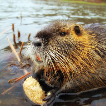 Biber, © seeyou | c. steps - Fotolia.com