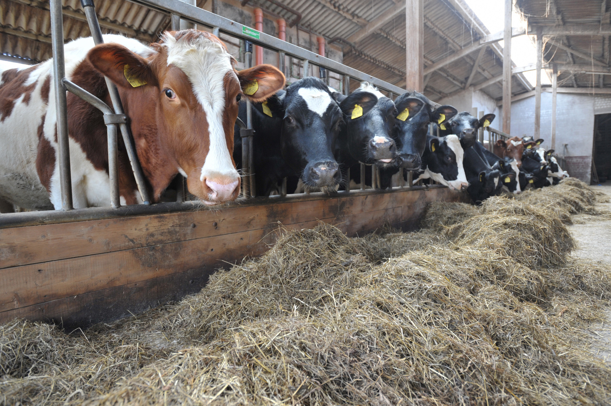 Die Rinderseuche ist im Landkreis Donau-Ries ausgebrochen und trifft die Landwirte hart, Foto: © Joachim B. Albers - Fotolia.com