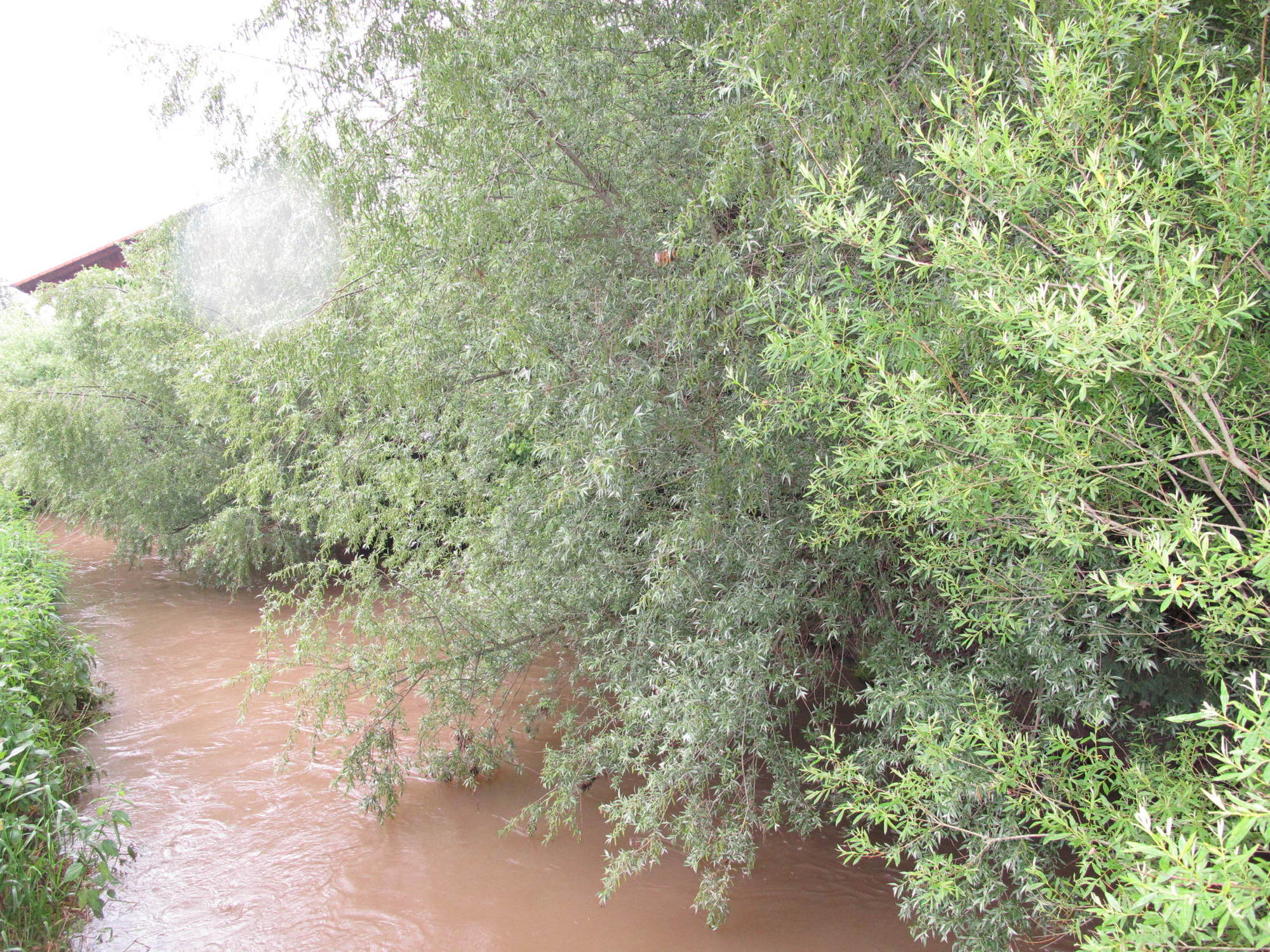 Die Paar schwillt an: Hochwassergefahr in Aichach-Friedberg