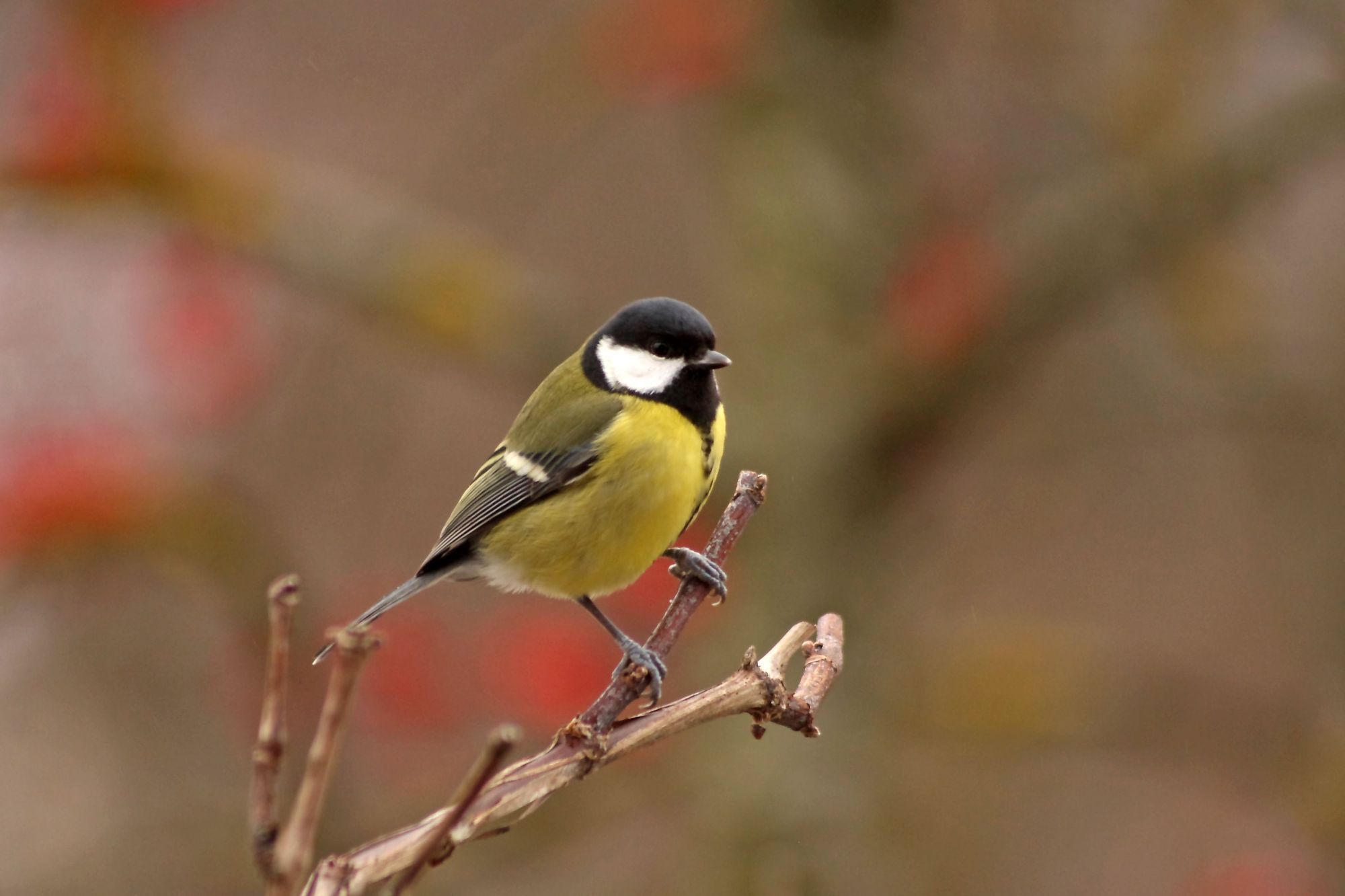 Ein Erhalt der Lebensräume ist für Pflanzen und Tiere elementar. Foto: Wolter / pixelio.de