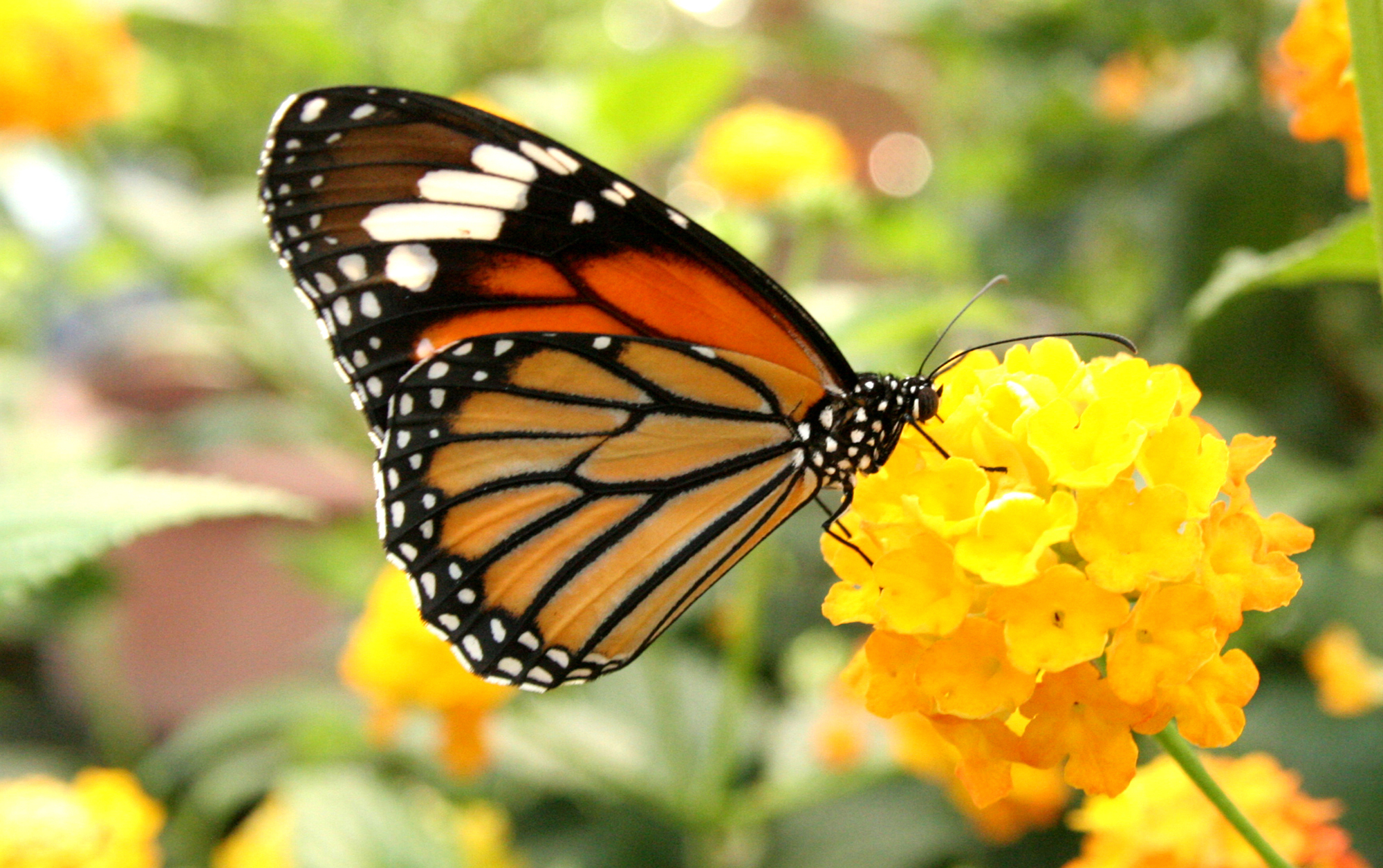 Bis zum 6. April können Besucher tropische Schmetterlinge im Botanischen Garten bewundern. Foto: Stadt Augsburg