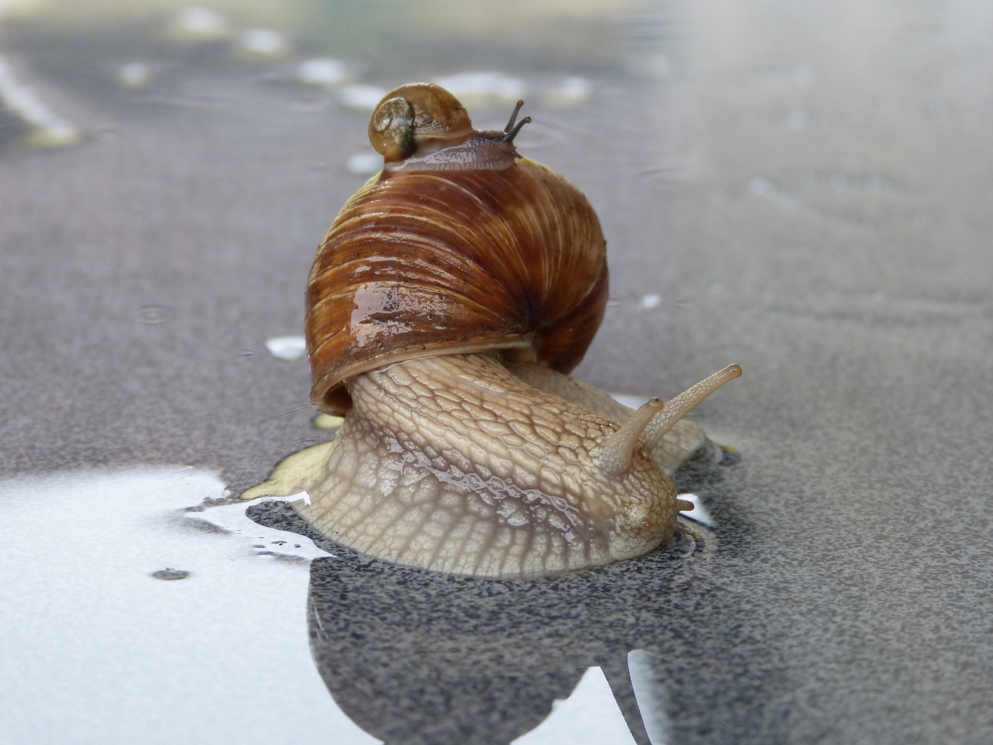 Der Landkreis Unterallgäu richtet eine kostenlose Mitfahrzentrale ein. Foto: Hubertus Schott / pixelio.de