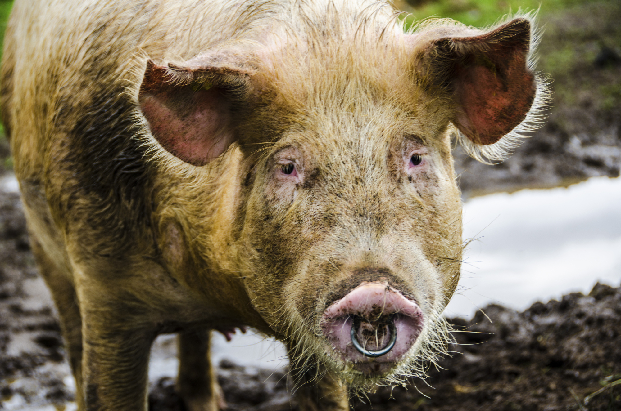 Straathof verstößt in seinen Schweine-Anlagen mehrfach gegen das geltende Tierschutzrecht. Foto: linephoto iStock thinkstock