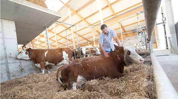 Walter Heidl:„Das ist ein Schlag ins Gesicht für unsere gut ausgebildeten und verantwortungsbewussten Tierhalter“. Foto: BBV