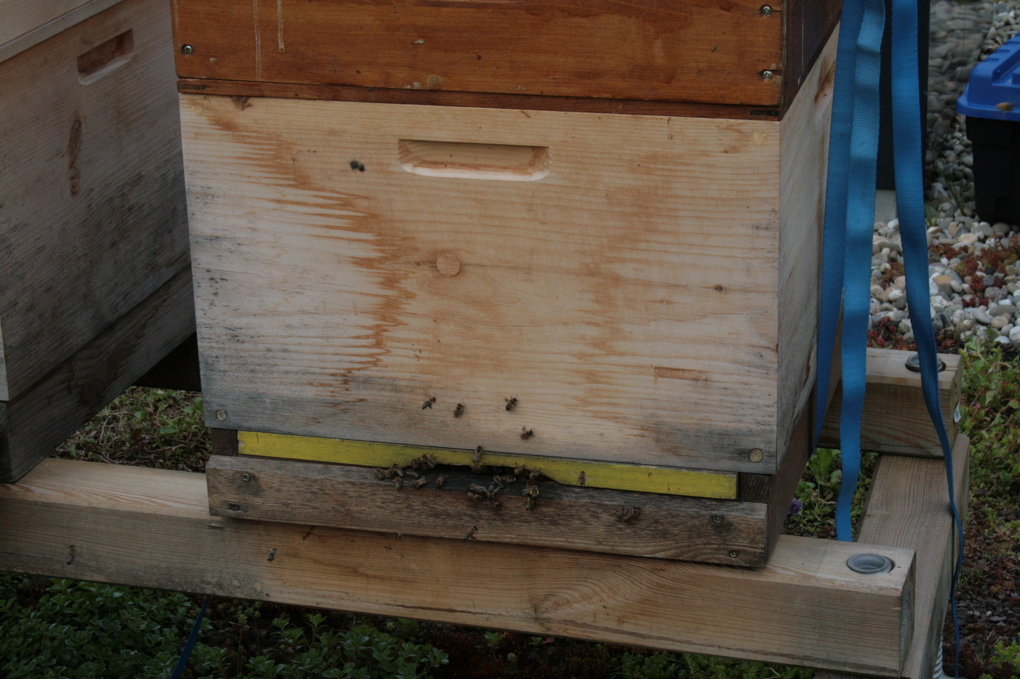 Seit April 2015 gibt es die Bienenstöcke auf dem Hoteldach des Steigenberger Hotel Drei Mohren in Augsburg. Foto: B4B SCHWABEN