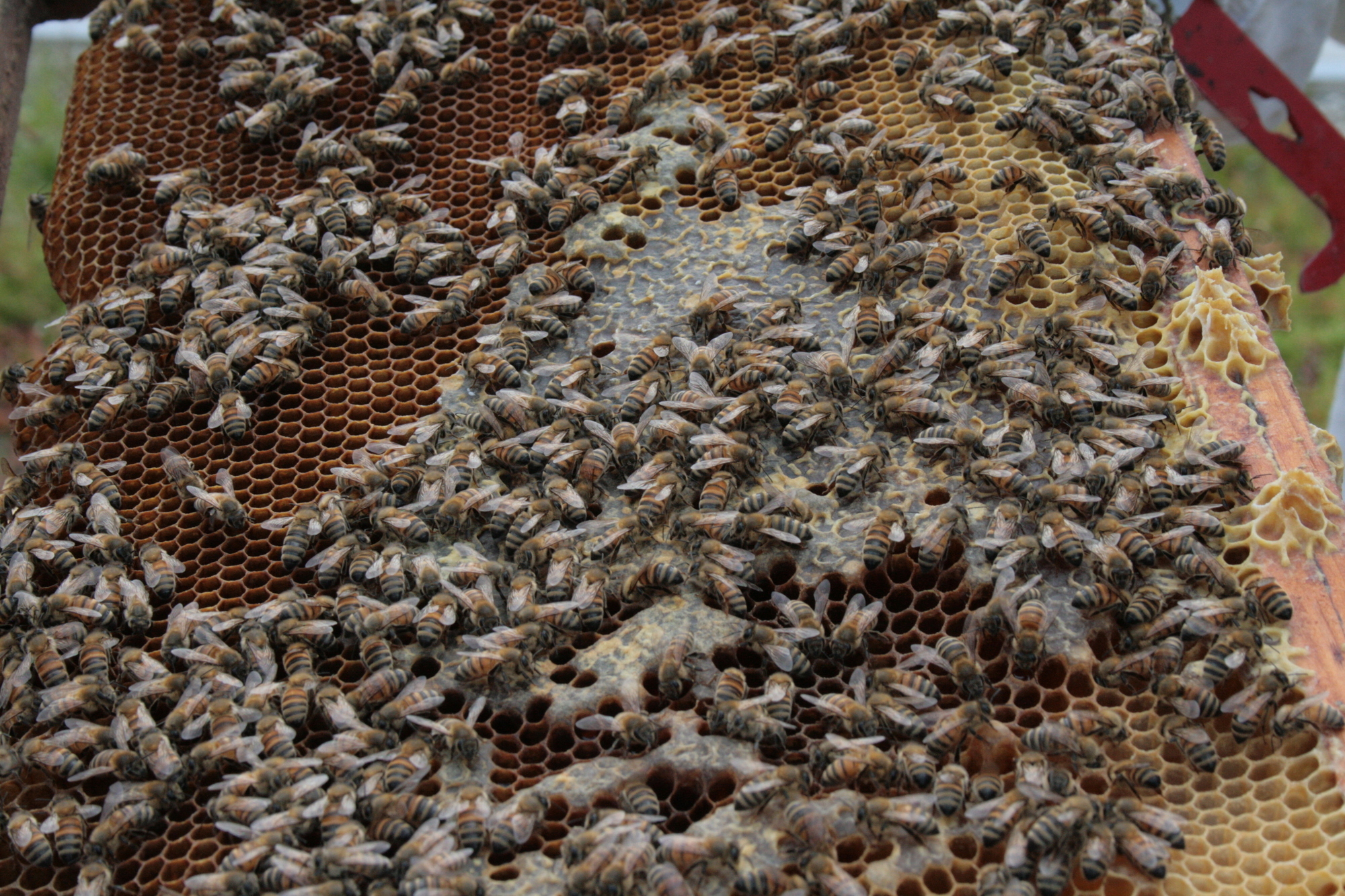 Seit April 2015 gibt es die Bienenstöcke auf dem Hoteldach des Steigenberger Hotel Drei Mohren in Augsburg. Foto: B4B SCHWABEN