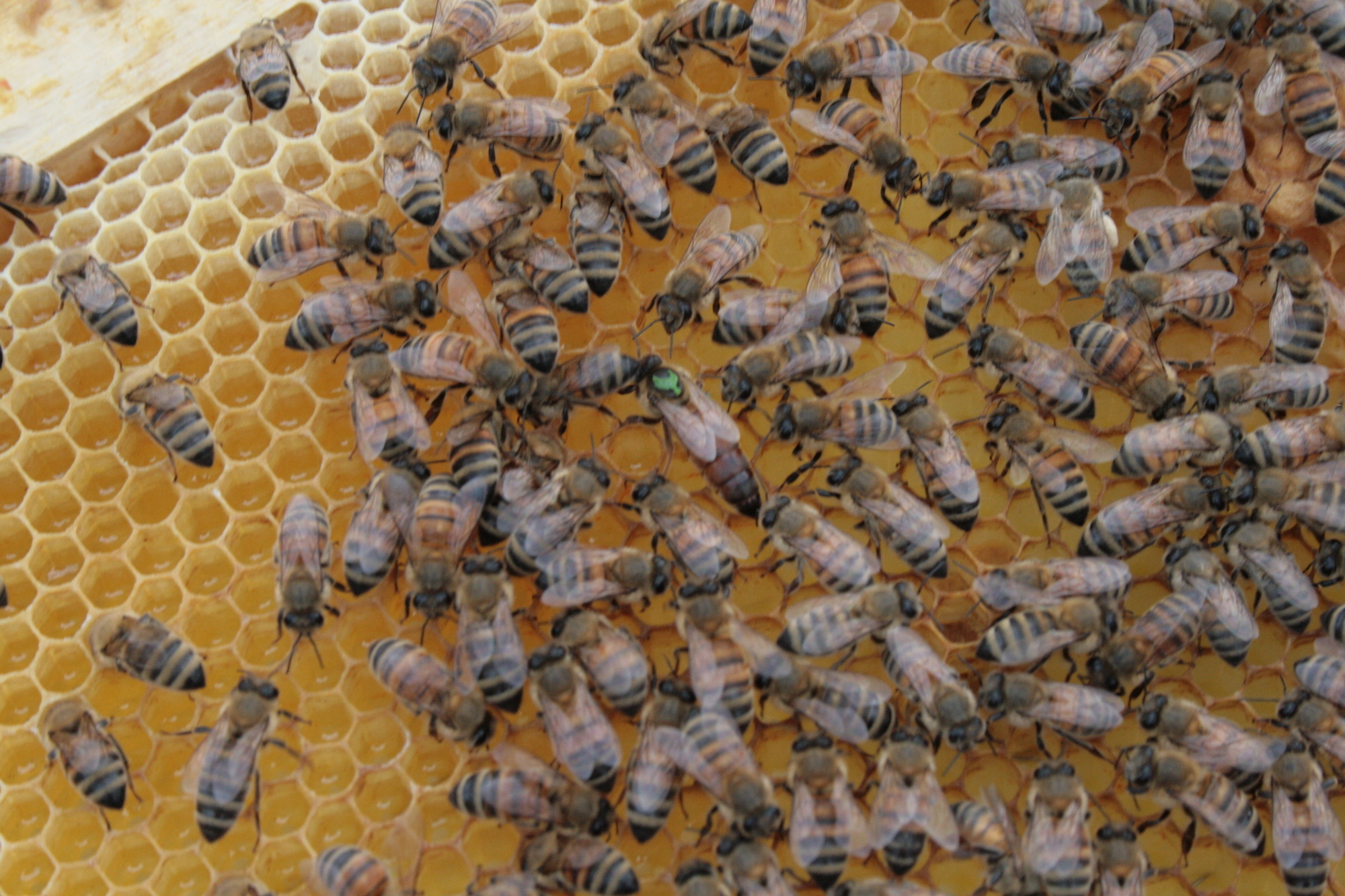 Seit April 2015 gibt es die Bienenstöcke auf dem Hoteldach des Steigenberger Hotel Drei Mohren in Augsburg. Foto: B4B SCHWABEN