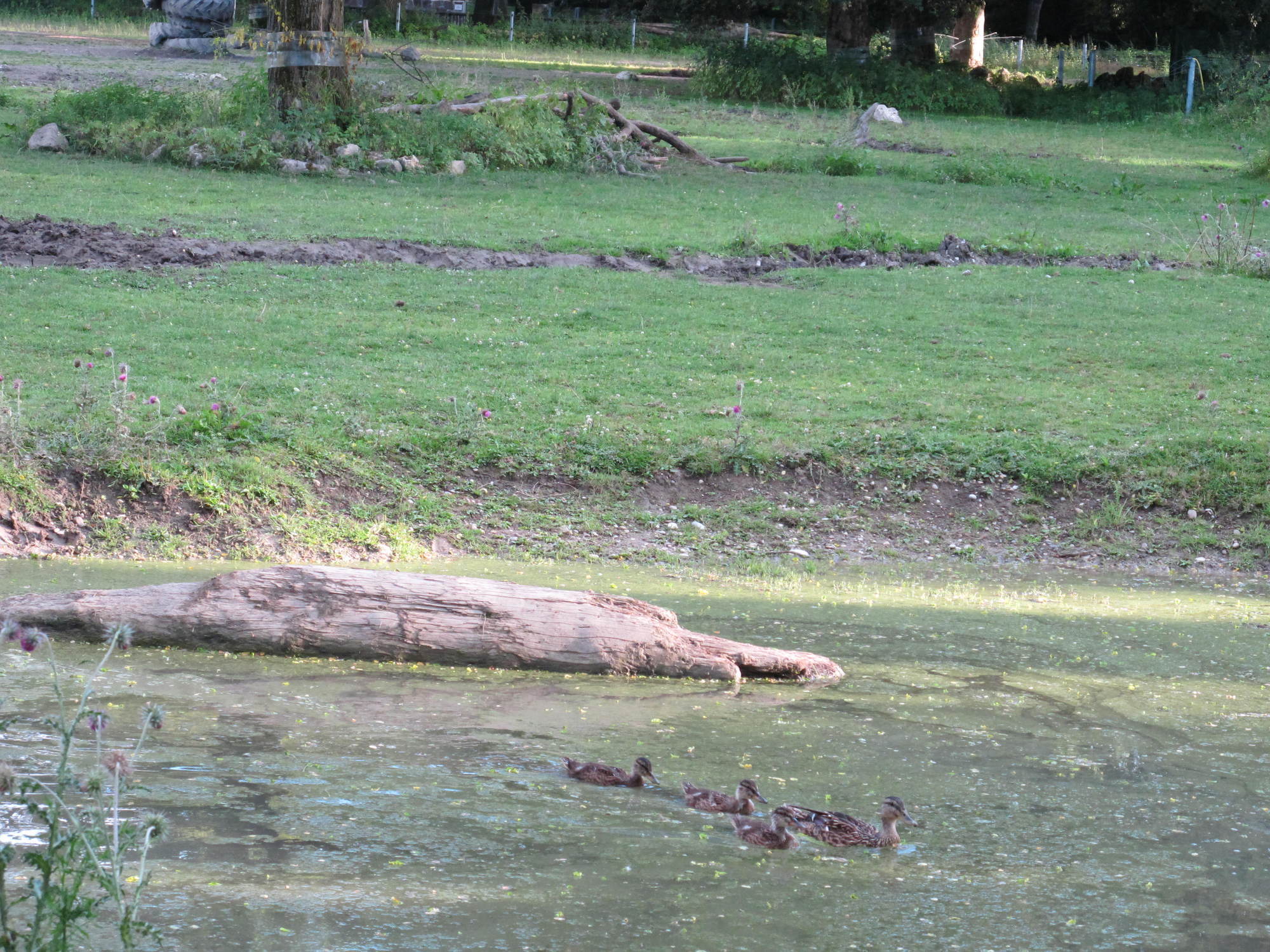 Das A3 Sommerfest fand am 21. Juli 2016 im Zoo Augsburg statt. Foto: B4B WIRTSCHAFTSLEBEN SCHWABEN