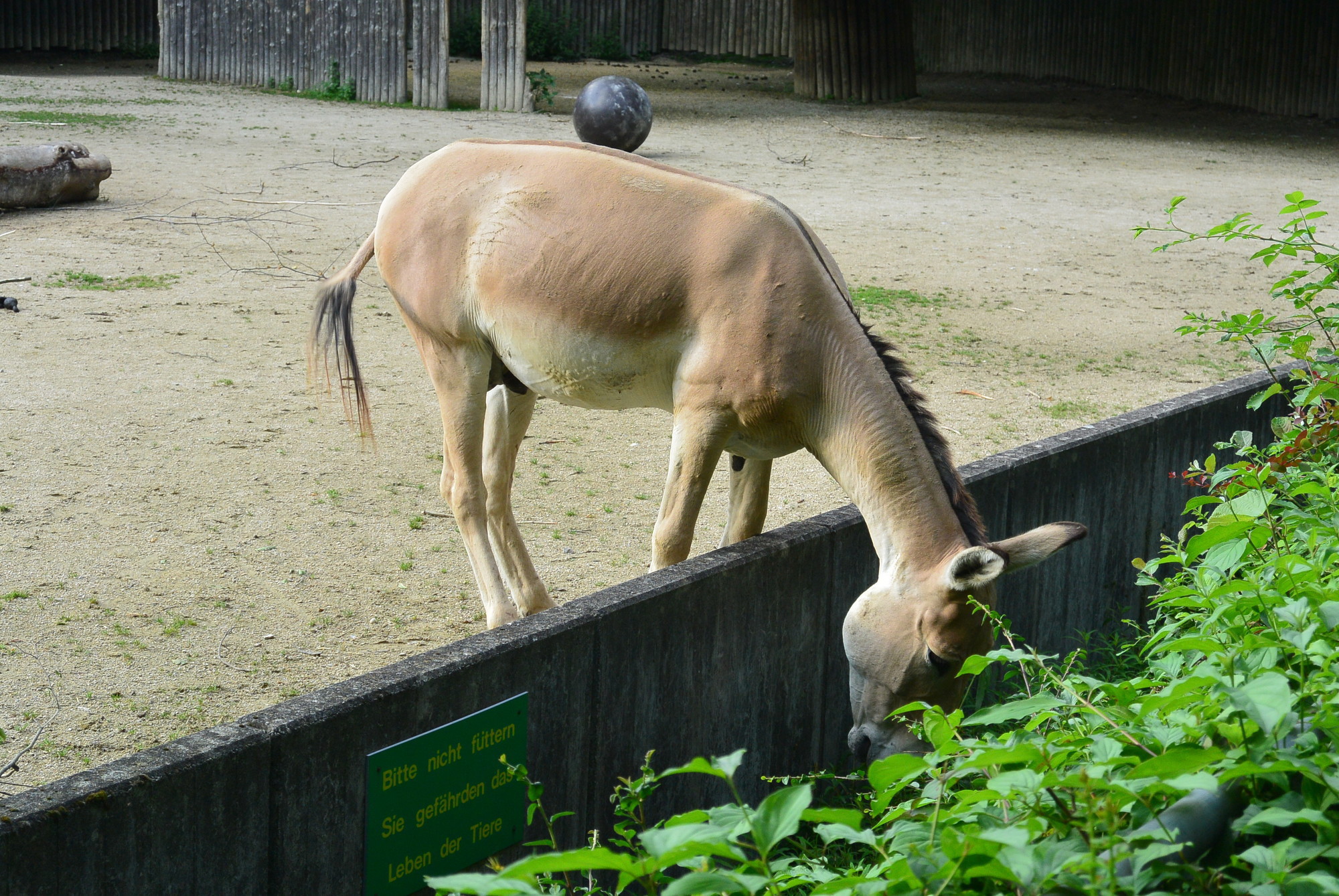 Das A3 Sommerfest fand am 21. Juli 2016 im Zoo Augsburg statt. Foto: B4B WIRTSCHAFTSLEBEN SCHWABEN