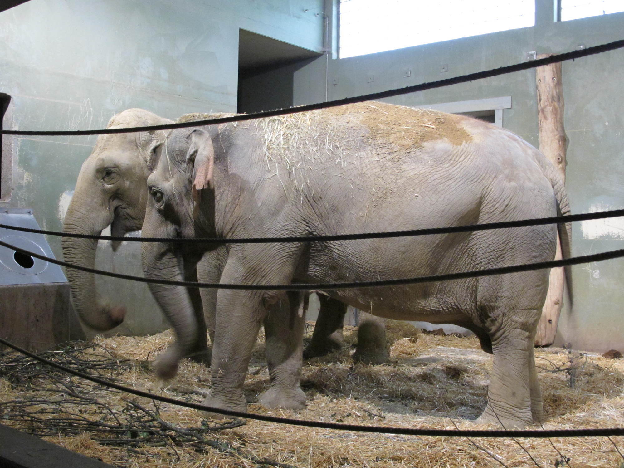 Burma und Targa, die beiden Elefanten im Zoo Augsburg. Foto: B4B WIRTSCHAFTSLEBEN SCHWABEN