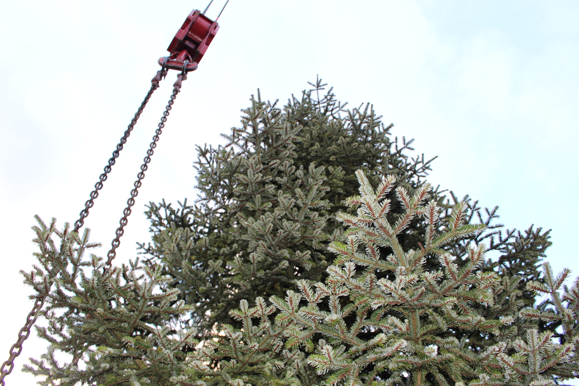 Der Christbaum 2016 in Augsburg. Foto: B4B WIRTSCHAFTSLEBEN SCHWABEN