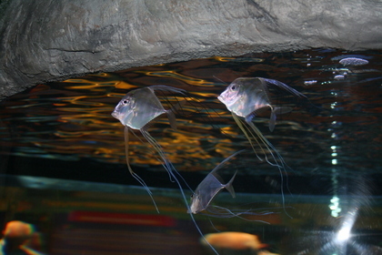 Atlantis Eröffnung