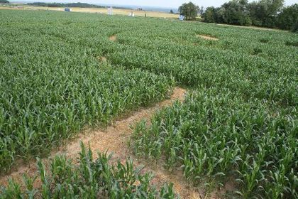 Maislabyrinth Seligweiler