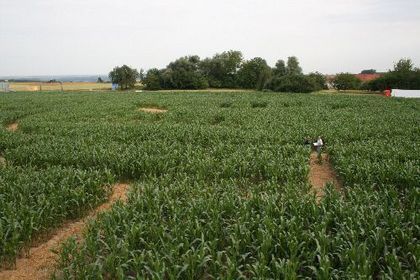 Maislabyrinth Seligweiler
