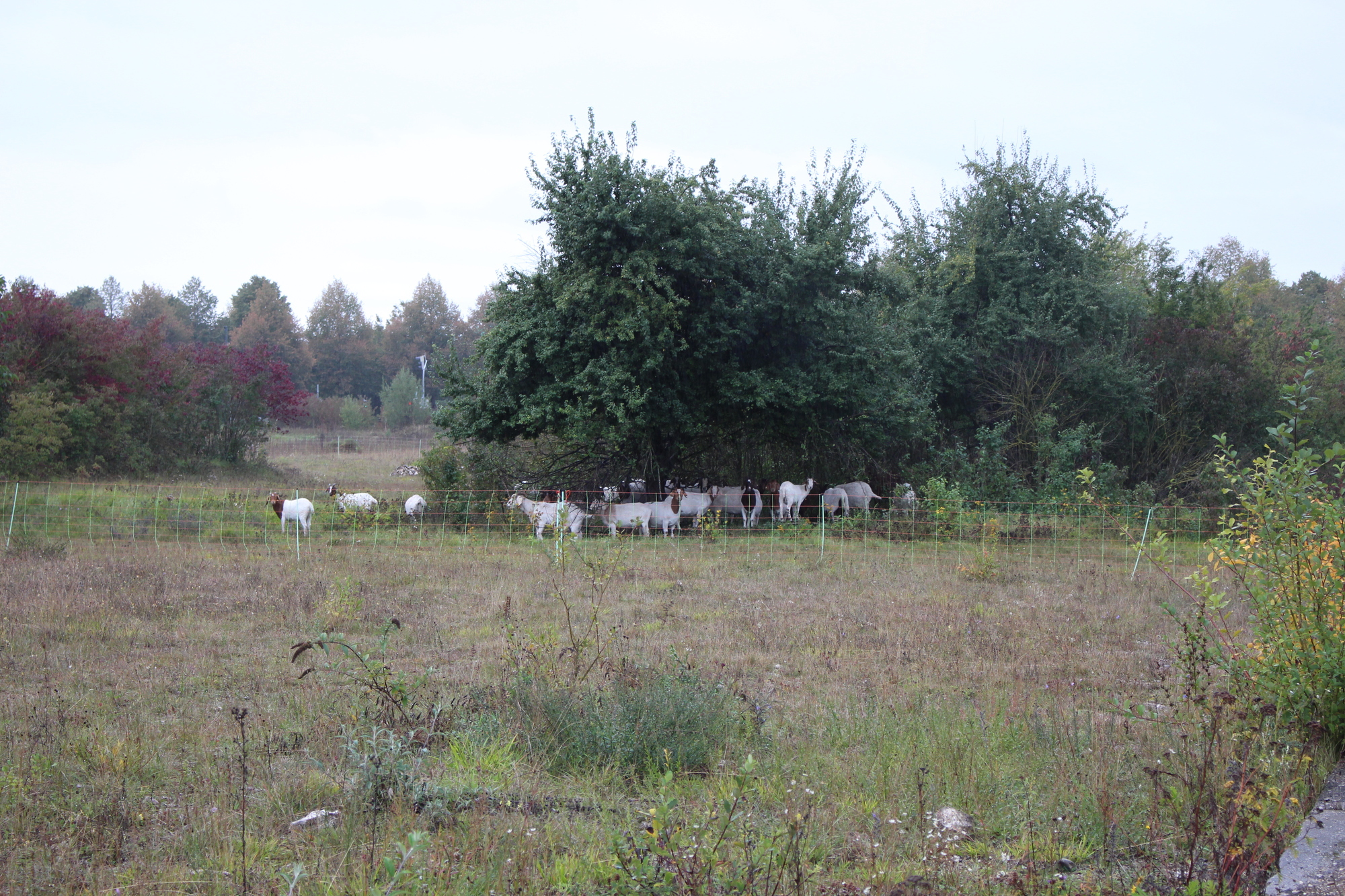 Die Ziegen im Außengelände. Foto: B4B Wirtschaftsleben Schwaben