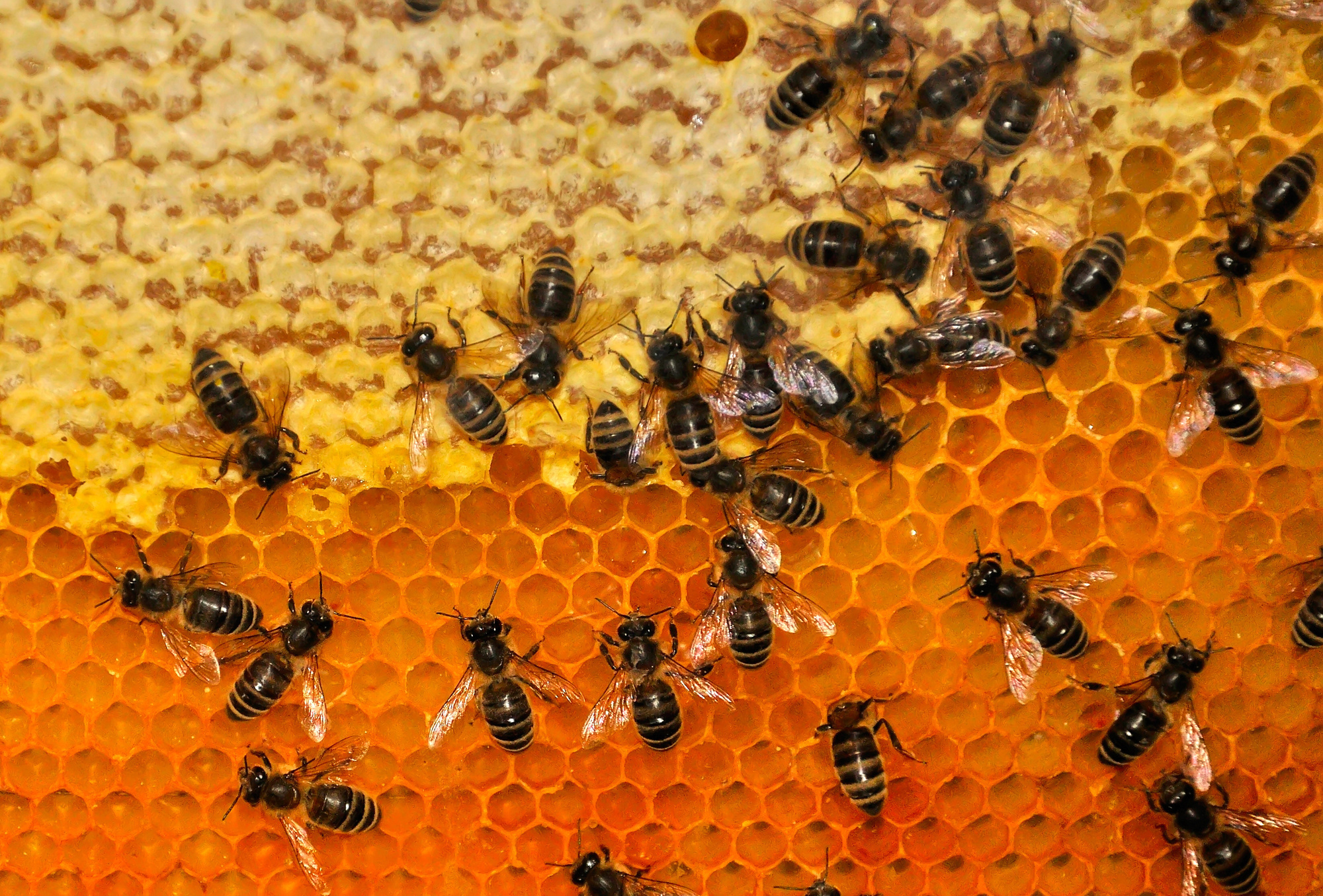 Symbolbild. Die Amerikanische Faulbrut befällt den Honigbienen-Nachwuchs. Eine Verbreitung ist auch durch den Menschen möglich. gnubier / pixelio.de