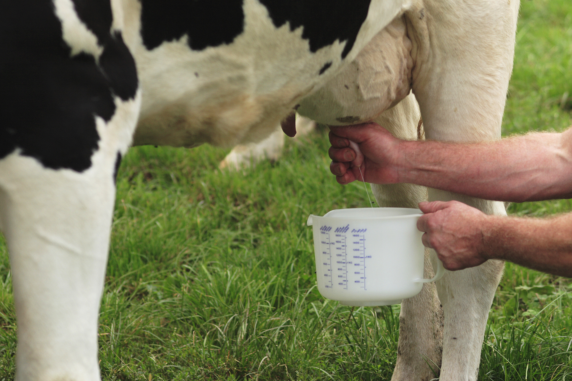 Symbolbild. Im Allgäu streikt die bayerische Milchwirtschaft. Foto: Harry Hautumm / pixelio.de