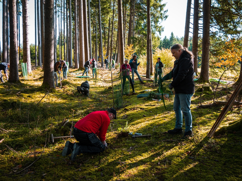 Auf rund 600 Quadratmetern Waldfläche setzte das Dorr Pflanzteam anlässlich des Firmenjubiläums „75+1“ rund 350 Weißtannen-, Buchen und Bergahornpflanzen in den Jubiläumswald. Foto: Frauke Rothe.