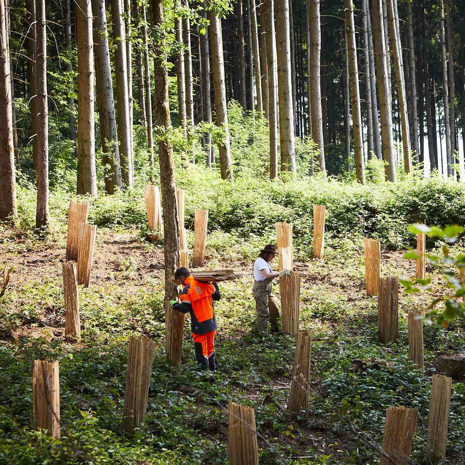 Die Schutzhüllen von Toko Toko sorgen für Schutz und ein natürliches Wachs­tum von Setzlingen und Jung­pflanzen. Fotoquelle: Toko Toko GmbH