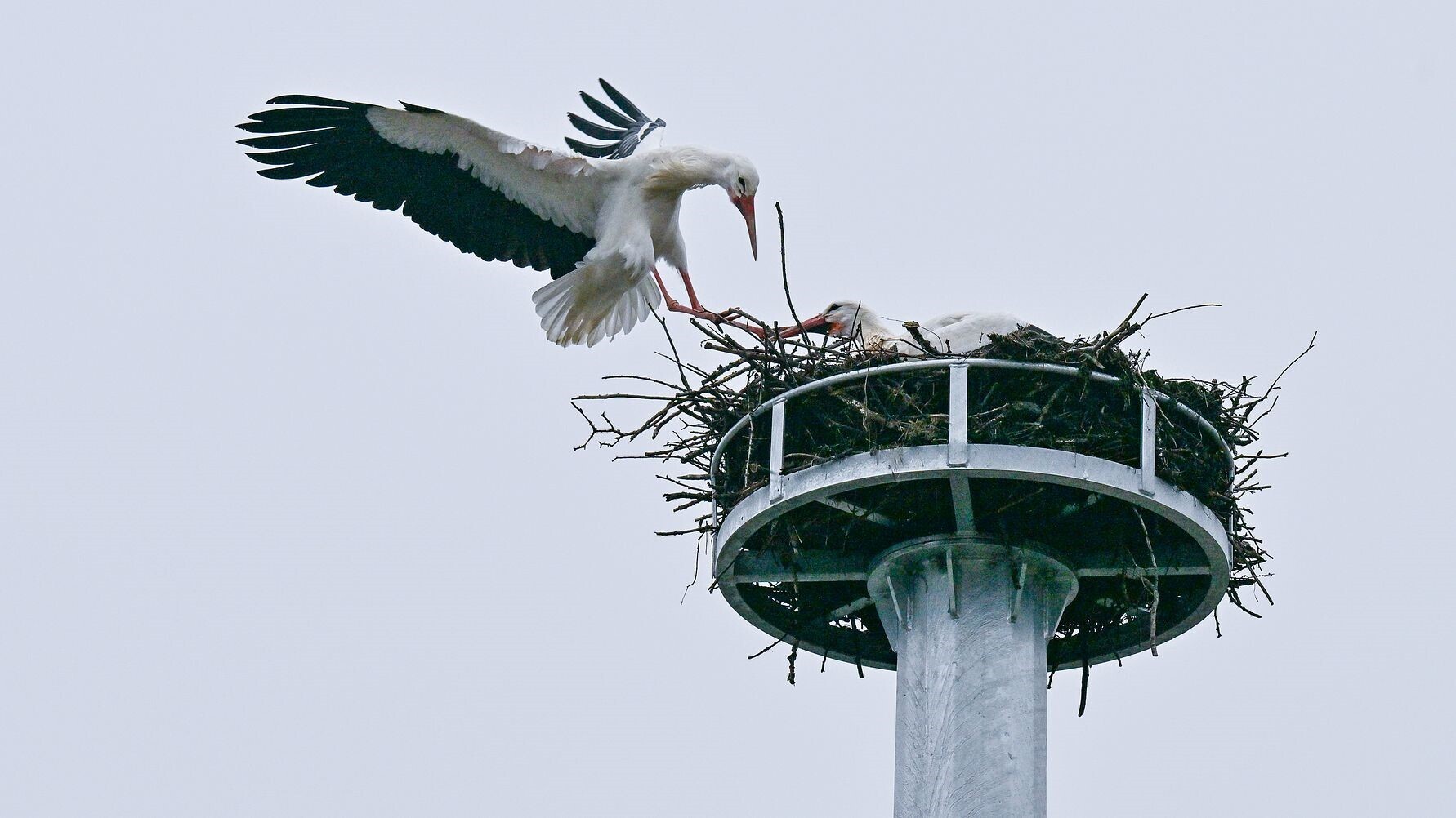 Versorgungssicherheit und Tierwohl Hand in Hand: LEW Verteilnetz sichert Storchennest in Hiltenfingen
