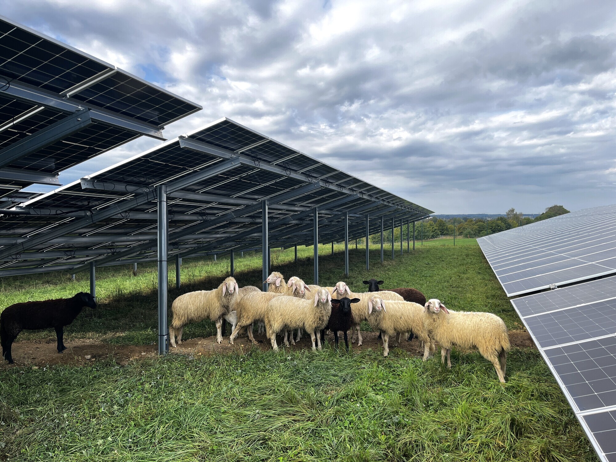 Neuer Solarpark und Weidefläche für Schafe in Trunkelsberg. Foto: Thorsten Öhme